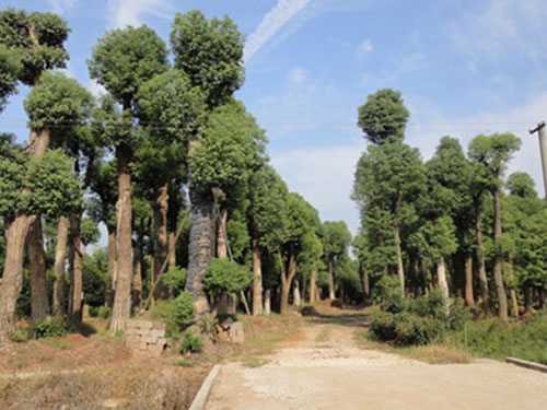香樟