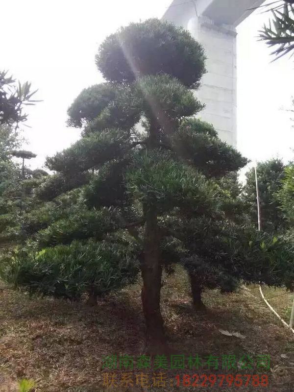 罗汉松