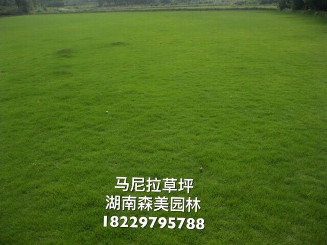 马尼拉