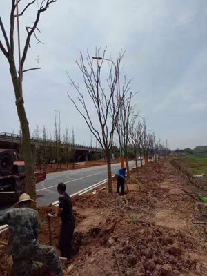 园林施工现场